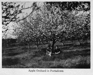 Apple Orchard in Portadown